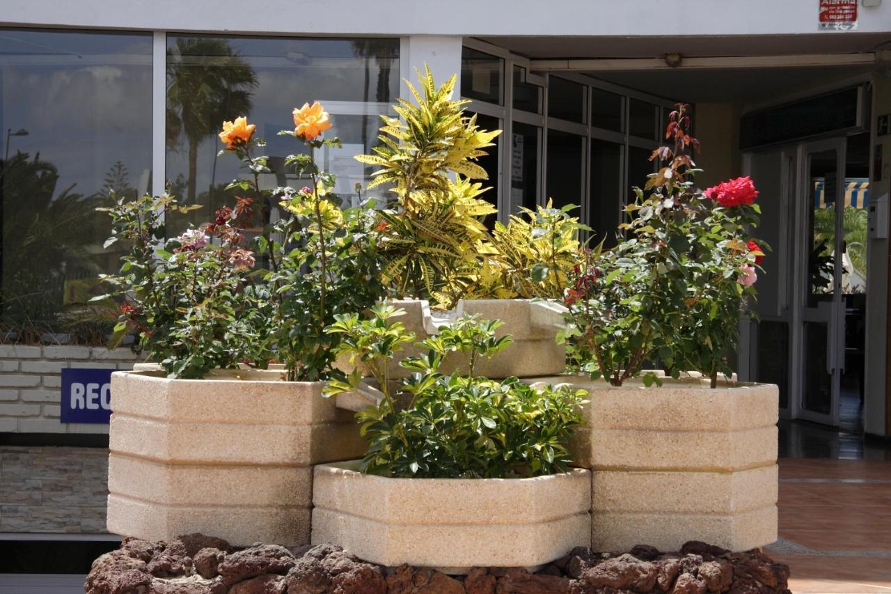 Apartamentos Teneguia ปลายา เดล อิงเกลส ภายนอก รูปภาพ